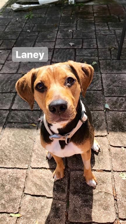 Orlando Fl Boxer Meet Lena A Dog For Adoption Pets Dog Adoption Kitten Adoption