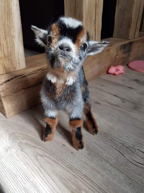 Time To Take In The Weekly Dose Of Cute (#71) - I Can Has Cheezburger? Cute Animals Images, Baby Animals Pictures, Cute Wild Animals, Cute Animal Pictures, Cute Funny Animals, Animals Beautiful, Animal Pics, Cutest Animals, Baby Goat Pictures