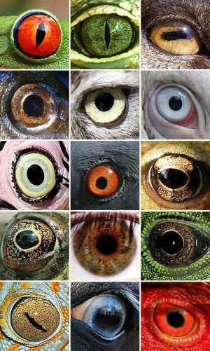 Animal Eyes By La Minnette Eye Art Eye Drawing Drawings Animal Eyes By La Minnette Eye Art Eye Drawing Drawings