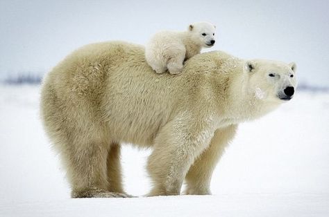 72 Ideas De Osos Osos Osos Polares Oso Polar