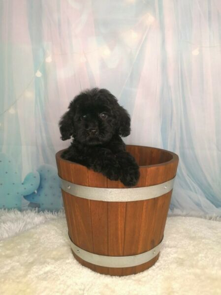 Black Miniature Labradoodle Puppy Enquire Price Labradoodle