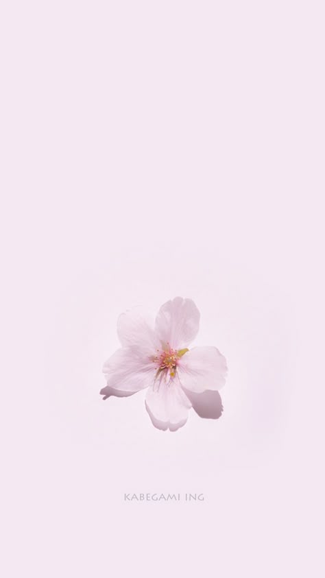 桜 スマホ壁紙 桜 イラスト デザイン 桜 壁紙 桜 スマホ壁紙 桜 イラスト デザイン 桜 壁紙