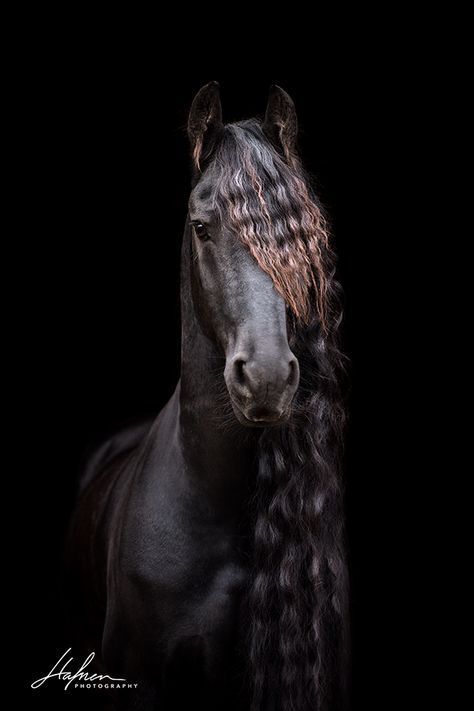 Friese Vor Schwarzem Hintergrund Www Hafnerphotography Ch