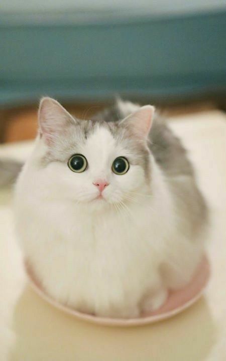 Pin By Beaky On Verona Kittens Cutest Baby Cats Cute Baby Cats Pin By Beaky On Verona Kittens Cutest Baby Cats Cute Baby Cats