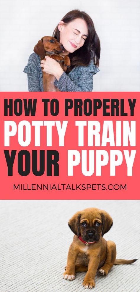 How To Potty Train Your Puppy Millennial Talks Pets Training