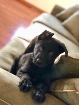 German Shepherd Dog Puppy For Sale In Willoughby Oh Adn 67809 On