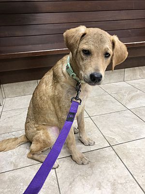 Adopt Feffani On Petfinder Terrier Mix Dogs Dogs Animals