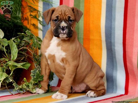 Isaiah Boxer Puppy For Sale In Kirkwood Pa Boxer Puppies For