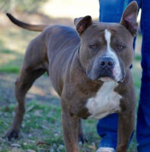 Clarke Gable Adoptable Dog Adult Male Mixed Breed Dog Adoption