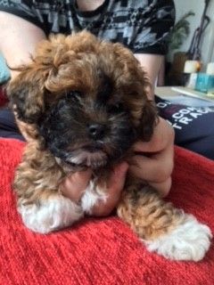 Beautiful Shihpoo Puppies Shih Poo Puppies Poodle