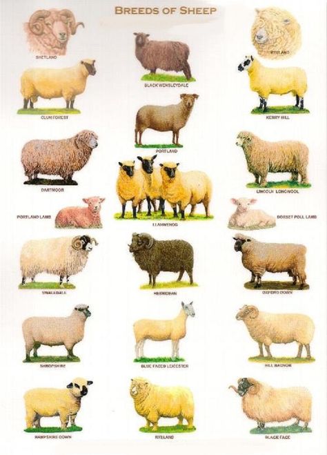 De 70+ beste afbeeldingen van schaap | schapen, dieren Zwart en wit schaap lam primitieve Decor boerderij Decor | Etsy