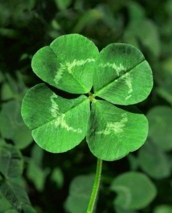 120 ideas de Color verde | cosas de color verde, tonalidades de verde, tonos de verde