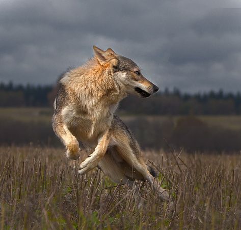 This jackal's in a bit of a flap! Incredible pictures show hunter fail to snap u