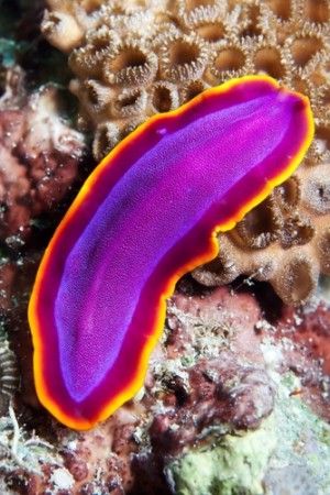 filo platyhelminthes turbellaria