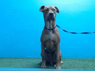 Adoptable Animals Save A Dog