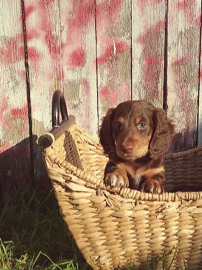 Sweet Barkley Long Hair Dachshund Puppy Dachsunds Dachshund
