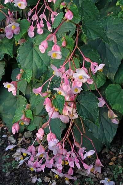 Begonia Cotes De Castillon Dry Shade Plants Plants Begonia Begonia Cotes De Castillon Dry Shade Plants Plants Begonia