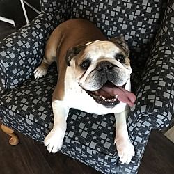 Available Pets At One More Dog Rescue Formerly Rsht In