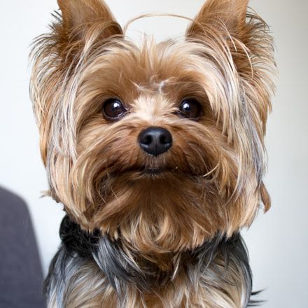 Eliminate Over 30 Common Behavi Yorkshire Terrier Issues Common Behavi Yorkshire Terrier