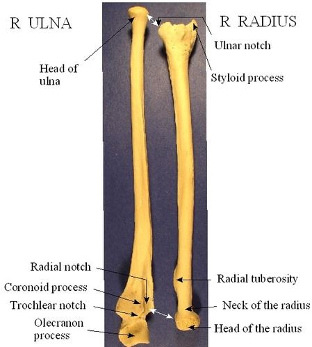anatomy and physiology tortora ch 7 quizlet anatomy and physiology tortora ch 7 quizlet