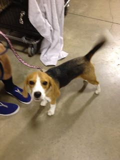 I Checked Out The Akc All Breed Show At The Central Florida