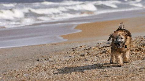 Playas Para Ir Con Tu Mascota álbumes Ocholeguas Elmundo Es Mascotas Playa Animal Doméstico