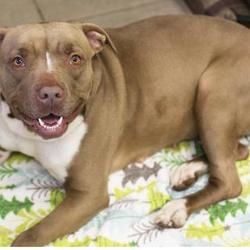 Pin On Adoptable Pets From Adopt A Pet