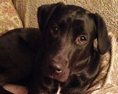 Adopt Boddy On Therapy Dogs Black Labrador Retriever Dogs
