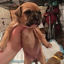 College Station Tx Miniature Pinscher Meet Proxy A Dog For