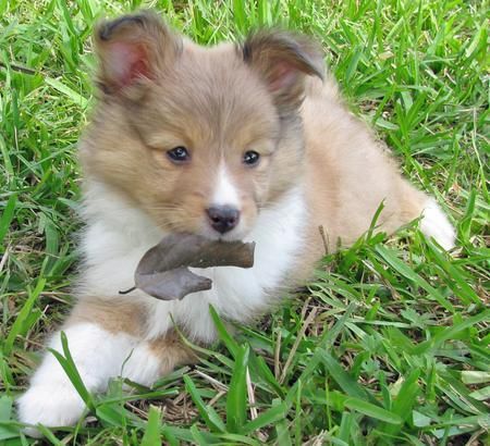 Ivy The Australian Shepherd Shetland Sheepdog Mix Shetland Sheepdog Mix
