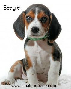 11 Best Small Dogs Good With Children Dog Breeds Dog Friends