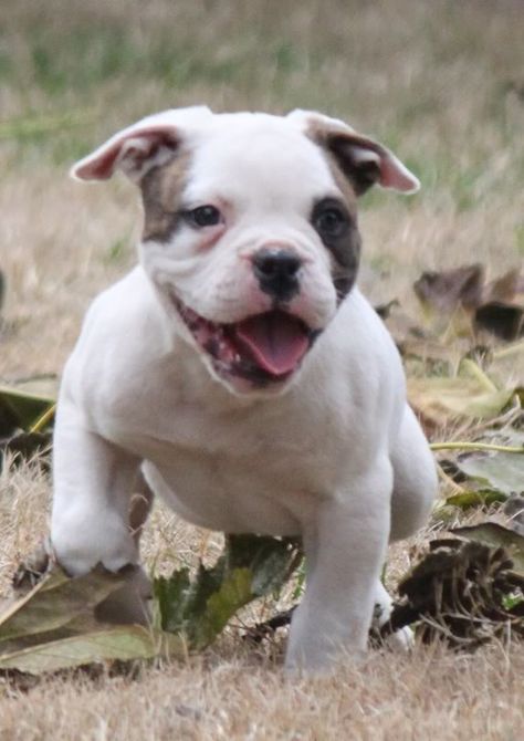 Lovely White And Brindle Bullie Puppy I Love My American Bully