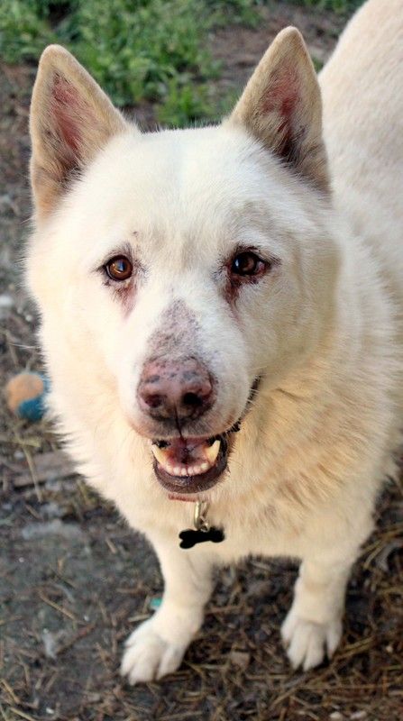 Apache Is A Male Dog Siberian Husky White German Shepherd Mix