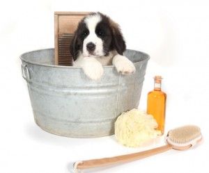 Seife Selber Machen Hundeseife Seife Selber Machen Selber Machen Hund Hundeshampoo