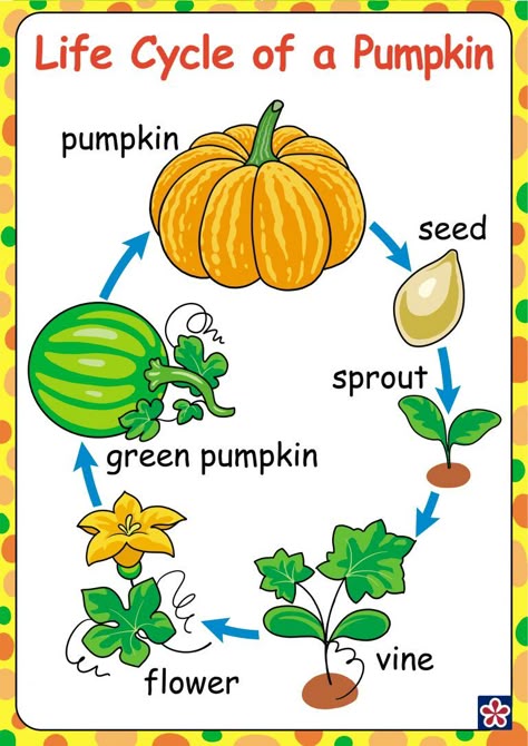 Free Printables of the Parts and Life-cycle of a Pumpkin | TeachersMag.com Pumpkin Activities Preschool, Pumpkins Preschool, Halloween Preschool, Preschool Science, Preschool Lessons, October Preschool Themes Lesson Plans, October Preschool Crafts, Preschool Theme Fall, October Lesson Plans