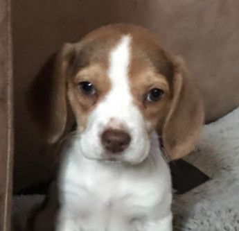 Adopt Annabel On Luke Rescue Dogs Dogs Beagle Mix