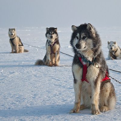 The Original Sled Dog Used By The Inuit People For Polar Bear