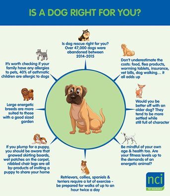 Pin By Nci Insurance On Pet Insurance With Images Vet Bills