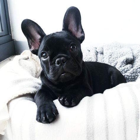 Sundays Are For Relaxing French Bulldog By
