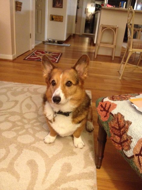 Sable Corgi Ty And I Think Booker Might Grow Up To Look Like