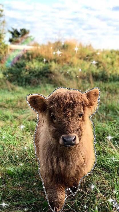 Baby Fluffy Cow Iphone Wallpaper Fluffy Cows Cow Animals