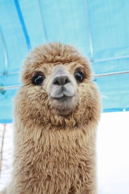 Llamas R The Cutest Cute Baby Animals Fluffy Animals Cute Alpaca