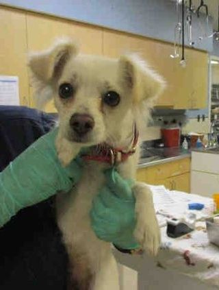 Riverside Ca Id A1427486 Puppy Alert I Am A Female White