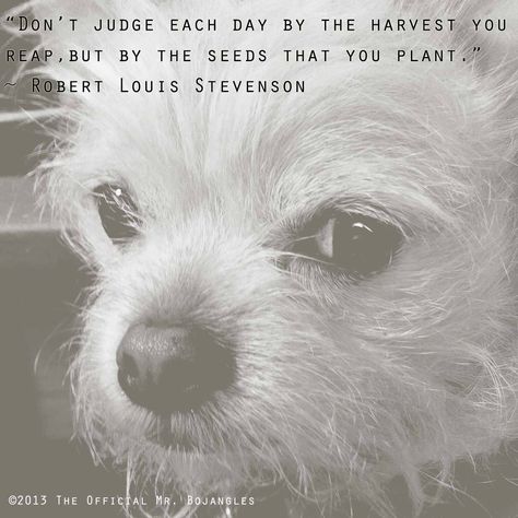 Pin By Suz M On Little Dogs Are Cool Little Dogs Cute