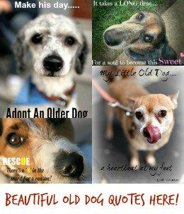 Adult Doggie Incontince Reasons Solutions Dog Quotes Old Dog