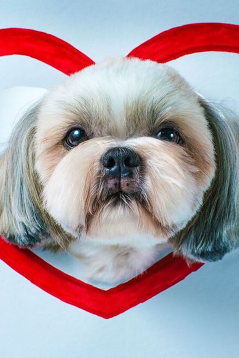 Cute Shih Tzu Dog Looking Through Hole In White Paper With Red