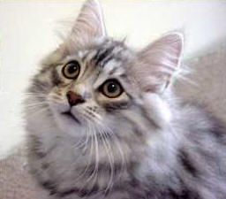 サイベリアン のアイデア 7 件 サイベリアン シベリア猫 猫 サイベリアン のアイデア 7 件 サイベリアン シベリア猫 猫