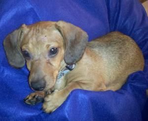 Bastion Is An Adoptable Dachshund Dog In Atlanta Ga 8 Mths Old