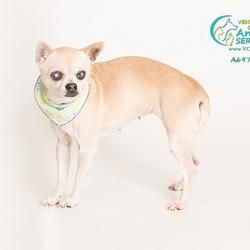Pet Card Help Save The Dogs Please 2nd Pg Animal Shelter