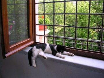 ねこあつめ おしゃれまとめの人気アイデア Pinterest Akicoco ねこ ねこあつめ おしゃれまとめの人気アイデア Pinterest Akicoco ねこ